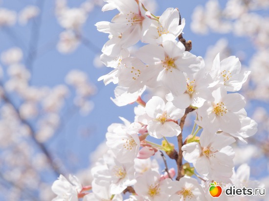 24 ����: �����...