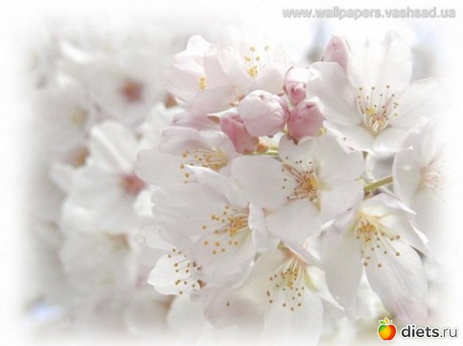 26 ����: �����...