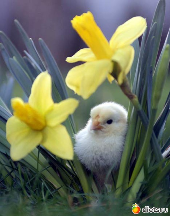 33 ����: �����...