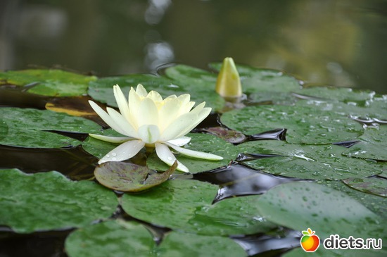 16 ����: �����