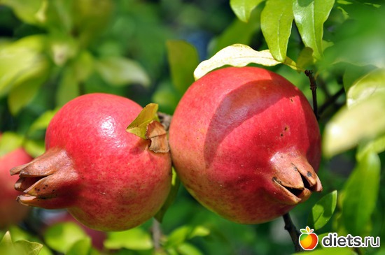 18 ����: �����