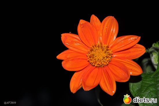 31 ����: �����