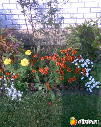 91 фото: У меня в садочке.