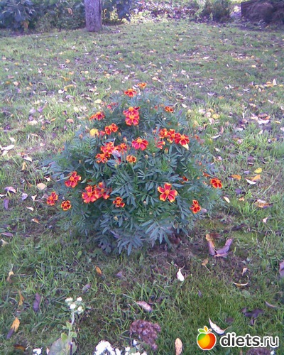 Бархатцы, альбом: У меня в садочке.