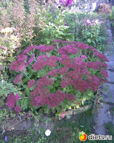 Очиток, альбом: У меня в садочке.