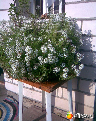 97 фото: У меня в садочке.