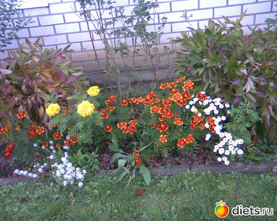 101 фото: У меня в садочке.