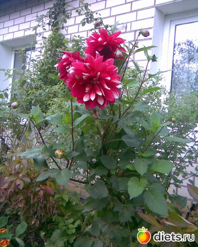 Георгины, альбом: У меня в садочке.