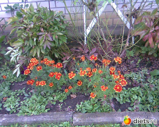 Бархатцы, альбом: У меня в садочке.