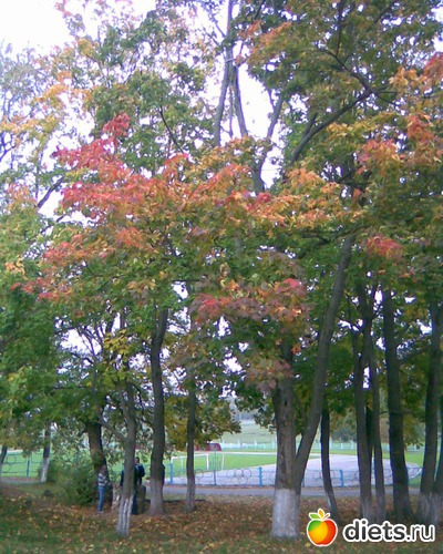 Осенний парк, альбом: У меня в садочке.