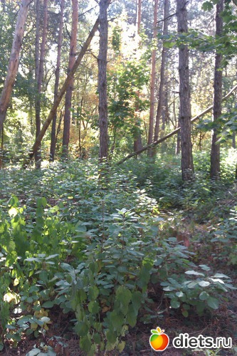 2 ����: ��������