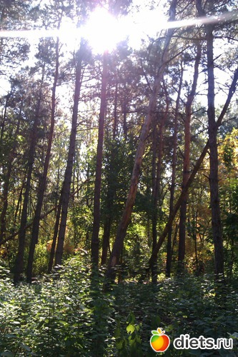 3 фото: Прогулки