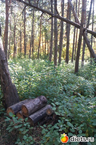 4 ����: ��������