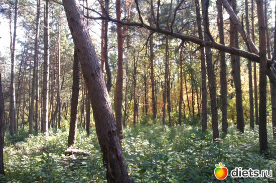 5 ����: ��������