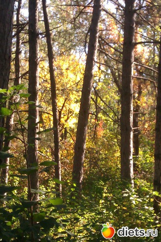 12 ����: ��������