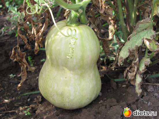 Любимая тыква!, альбом: Лето 2012.Второе, после Марафона.