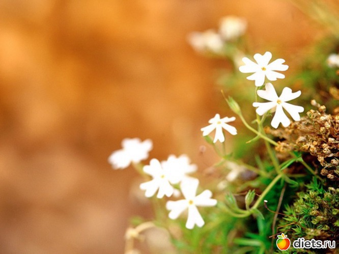 36 ����: �����...