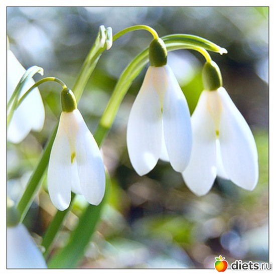 37 ����: �����...