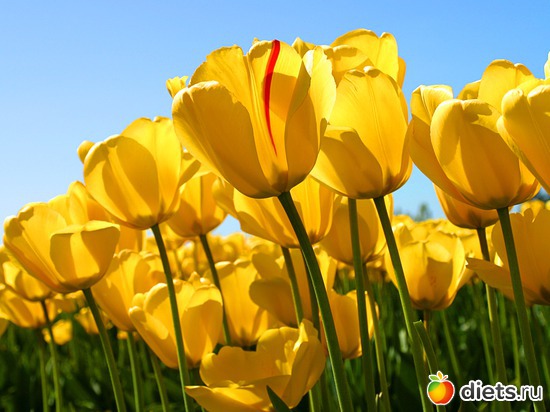 38 ����: �����...