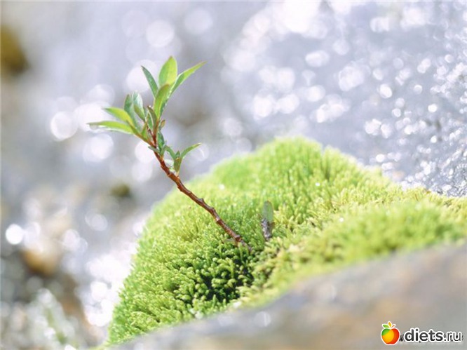 41 ����: �����...