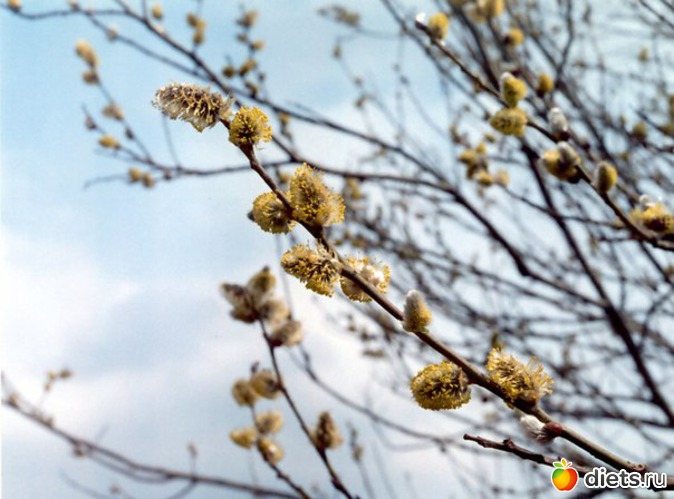 43 ����: �����...