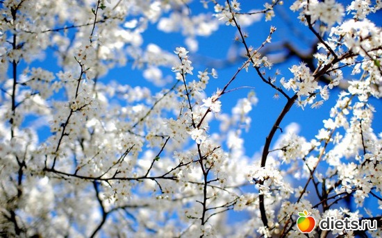 46 ����: �����...