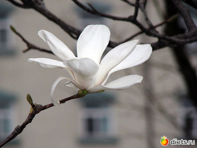 49 ����: �����...