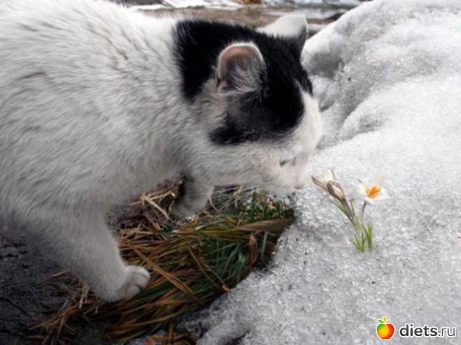 52 ����: �����...