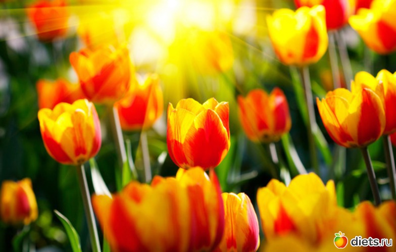 53 ����: �����...