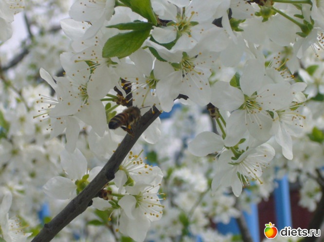 54 ����: �����...