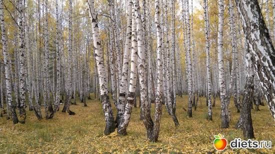 41 ����: ��� ������� �����