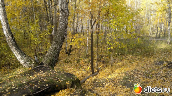 43 ����: ��� ������� �����