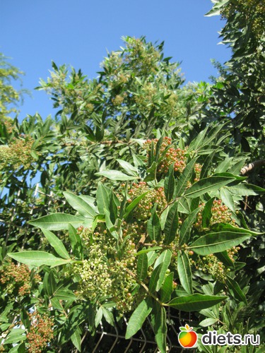 Осень наступила.октябрь 2012.Израиль, альбом: Природа...