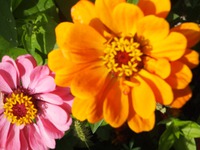 С ДНЕМ РОЖДЕНИЯ ИРИНА (zaika120)!!!