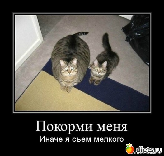 17 ����: �����������