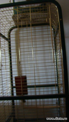 Клетка для крупных птиц, альбом: Гаражная распродажа.