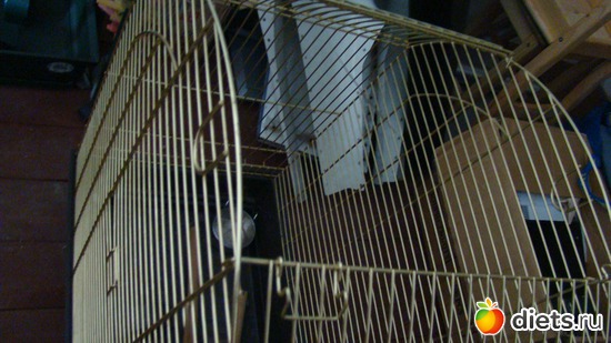 Клетка для крупных птиц, альбом: Гаражная распродажа.