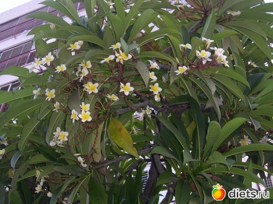 78 фото: Иерусалим