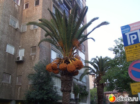так растут финики., альбом: Иерусалим