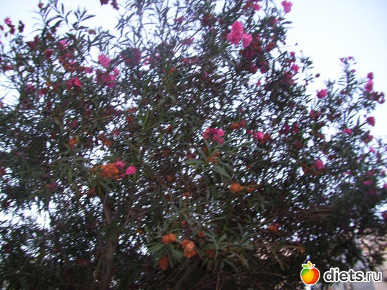 80 фото: Иерусалим