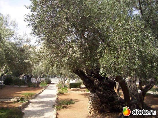 оливковая роща в которой Иесус последний раз молился, альбом: Иерусалим