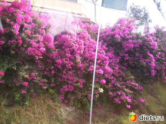 лианы, альбом: Иерусалим