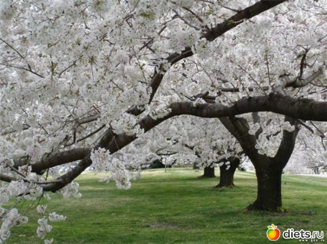 77 ����: �����...