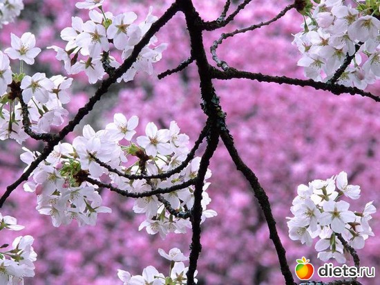 83 ����: �����...