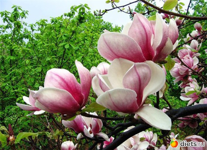 88 ����: �����...