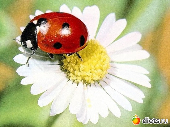 96 ����: �����...