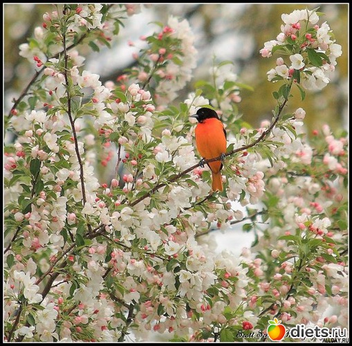 97 ����: �����...