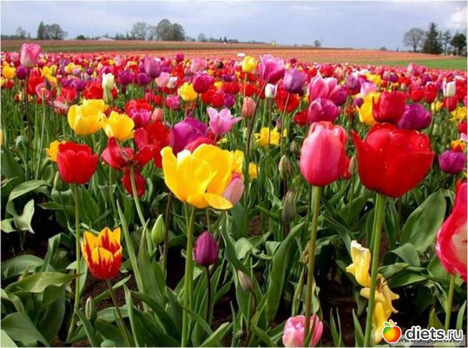 101 ����: �����...