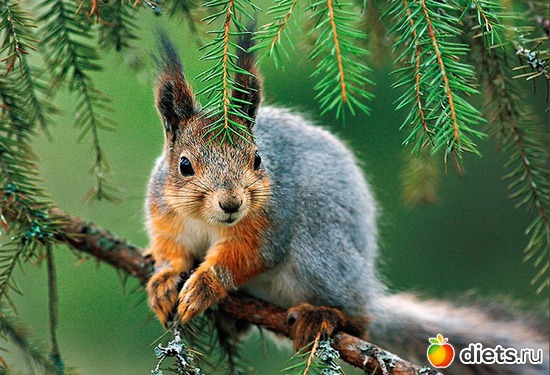 103 ����: �����...