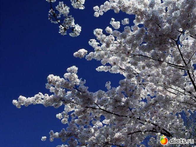 107 ����: �����...